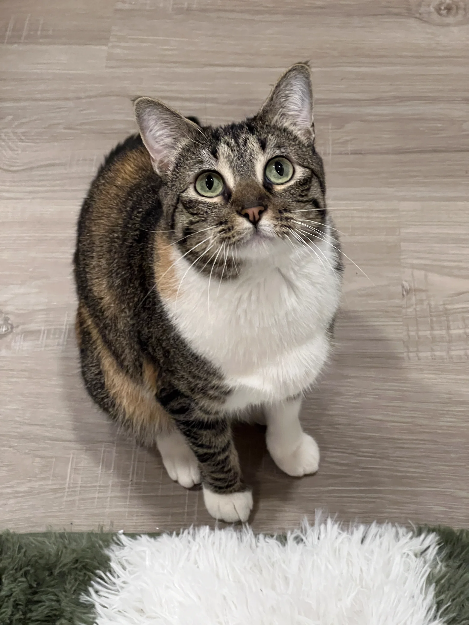 EcoDriven North Ogden Website Launched Fast